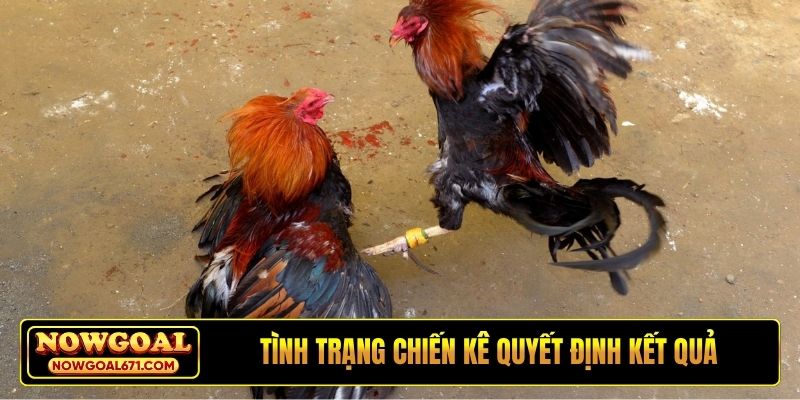 Tình trạng chiến kê quyết định kết quả cá cược cuối cùng